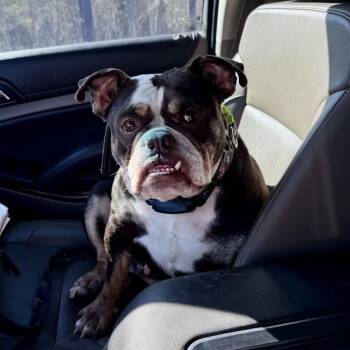English Bulldog Dogs Available for Adoption in Houston, Texas - Cleo | PetCurious