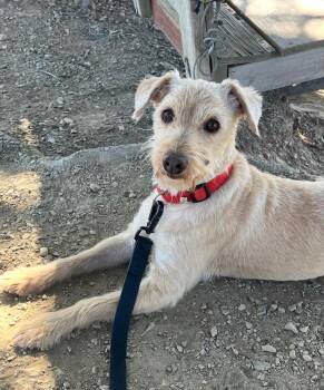 Wheaten Terrier Dogs Available for Adoption - Benji | PetCurious