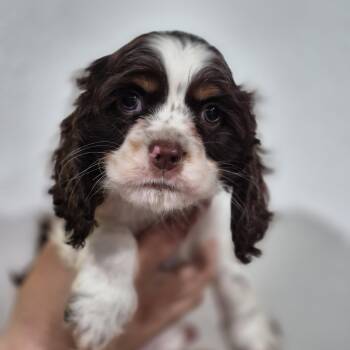 Cocker Spaniel Dogs Available for Adoption - Adelene | PetCurious