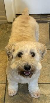 Doris and Hogan -  Havanese and Poodle Dog for Adoption in Rockaway, New Jersey - Doris And Hogan | PetCurious