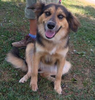 Lucy -  Collie and Australian Shepherd Dog for Adoption in Maynardville, Tennessee - Lucy | PetCurious