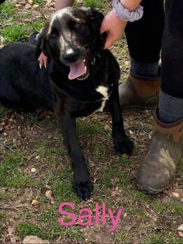 Retriever Dogs Available for Adoption - Sally | PetCurious