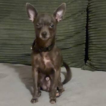 Frisco -  Chihuahua Dog for Adoption - Frisco | PetCurious