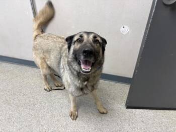 A255467 -  German Shepherd Dog and Mixed Breed Dog for Adoption in Visalia, California - A255467 | PetCurious