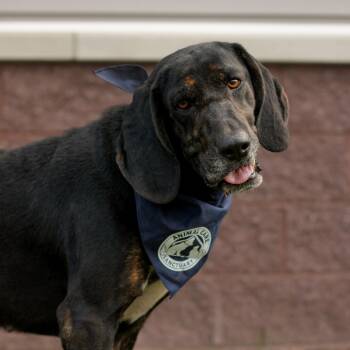 Rescue Plott Hound and Mixed Breed Dogs for Adoption in Milan, Pennsylvania - Mochi | PetCurious