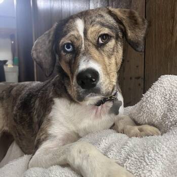 Catahoula Leopard Dog Dogs Available for Adoption in Andover, Massachusetts - Daisy Dandy | PetCurious