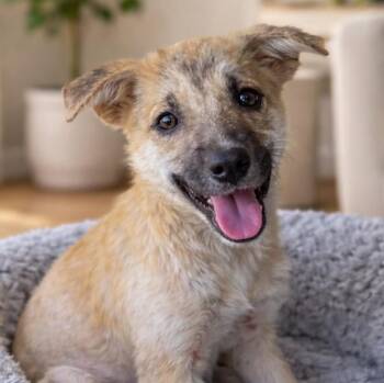 German Shepherd Dog Dogs Available for Adoption - Baylee | PetCurious