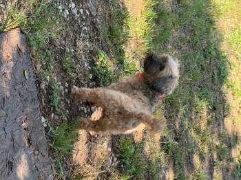 Reese -  Poodle and Miniature Schnauzer Dog for Adoption in Garland, Texas - Reese | PetCurious
