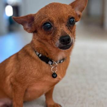 Kiara -  Chihuahua Dog for Adoption in Baldwin, Maryland - Kiara | PetCurious