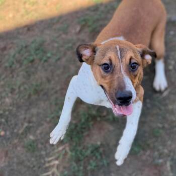 Copper -  Labrador Retriever Dog for Adoption - Copper | PetCurious