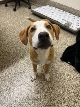 Labrador Retriever and Catahoula Leopard Dog Dogs Available for Adoption in Westland, Michigan - Tanner | PetCurious