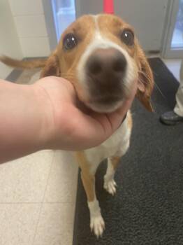 Hound Dogs Available for Adoption in Ashland, Virginia - Beatrix | PetCurious