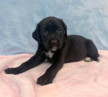 Marty -  Labrador Retriever and American Staffordshire Terrier Dog for Adoption in Sedalia, Colorado - Marty | PetCurious