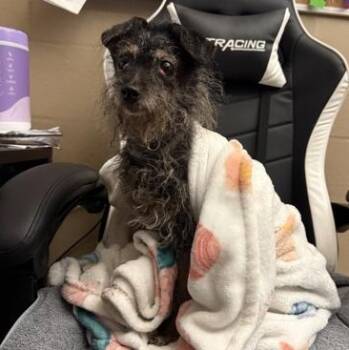 MILDRED -  Mixed Breed Dog for Adoption in Fernandina Beach, Florida - MILDRED | PetCurious