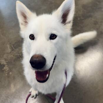 Ronnie -  Husky and Shepherd Dog for Adoption in Rock Falls, Illinois - Ronnie | PetCurious