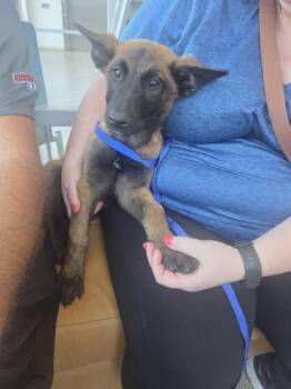 Mabel -  Belgian Shepherd Malinois and Mixed Breed Dog for Adoption in Morton Grove, Illinois - Mabel | PetCurious