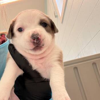 Cava 0770 -  Mixed Breed Dog for Adoption in Loxahatchee Groves, Florida - Cava 0770 | PetCurious