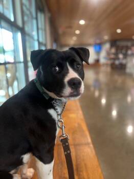 Tegan -  Terrier Dog for Adoption in Barnesville, Georgia - Tegan | PetCurious