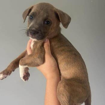 Beluga -  Mixed Breed and Pit Bull Terrier Dog for Adoption in Buffalo, Minnesota - Beluga | PetCurious