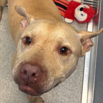 Maude -  Mixed Breed Dog for Adoption in Naperville, Illinois - Maude | PetCurious