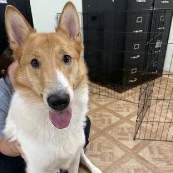 Max -  Smooth Collie Dog for Adoption in Worcester, Massachusetts - Max | PetCurious