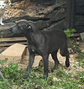 Lucy -  Great Dane and Labrador Retriever Dog for Adoption in Rainbow City, Alabama - Lucy | PetCurious