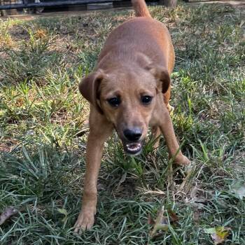 Labrador Retriever and Hound Dogs Available for Adoption - Monica | PetCurious