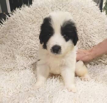 Great Pyrenees and Anatolian Shepherd Dogs Available for Adoption in Holly Springs, North Carolina - Mickey - Disney Litter | PetCurious