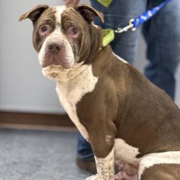 Pit Bull Terrier Dogs Available for Adoption - Tank | PetCurious