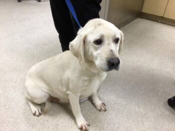 Labrador Retriever Dogs Available for Adoption in Riverside, California - WINNIE | PetCurious