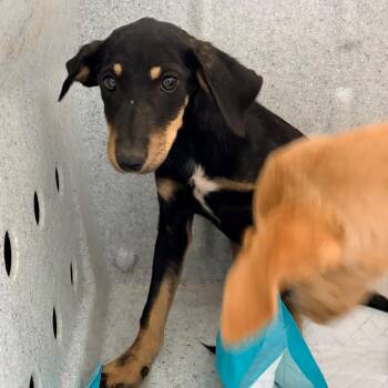 Tree -  Mixed Breed Dog for Adoption in Brentwood, Missouri - Tree | PetCurious