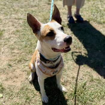 Feist Dogs Available for Adoption in Columbia, South Carolina - Felicity | PetCurious