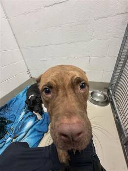 Beans -  Pit Bull Terrier Dog for Adoption in Austin, Texas - Beans | PetCurious