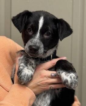 Australian Cattle Dog Blue Heeler Dogs Available for Adoption - Bailey | PetCurious