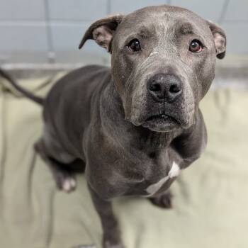 Rescue Mixed Breed Dogs for Adoption in West Olive, Michigan - Douglas | PetCurious