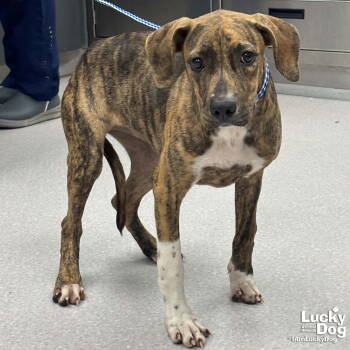 Rescue Plott Hound and Boxer Dogs for Adoption in Washington, District Of Columbia - Camryn | PetCurious