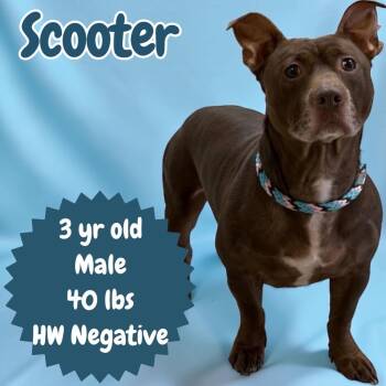 Scooter -  Bull Terrier Dog for Adoption in Sorrento, Louisiana - Scooter | PetCurious