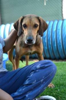 Panini -  Hound and Mixed Breed Dog for Adoption in New Orleans, Louisiana - Panini | PetCurious
