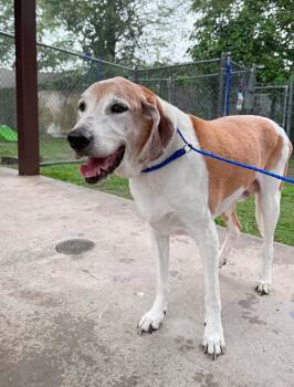 Beagle and American Foxhound Dogs Available for Adoption in Boulder, Colorado - Bart | PetCurious