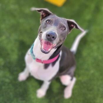 Greyhound and Labrador Retriever Dogs Available for Adoption - Celine Dion | PetCurious