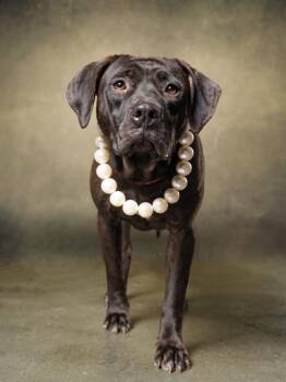 June Carter -  Mixed Breed Dog for Adoption in Atlanta, Georgia - June Carter | PetCurious