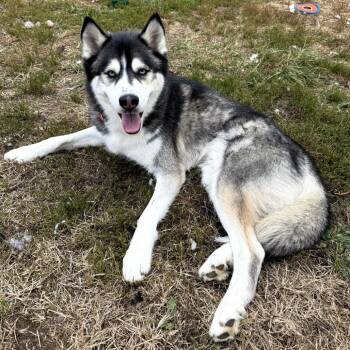 Rescue Husky Dogs for Adoption in Harrisonburg, Virginia - Thunder | PetCurious