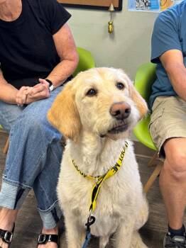 Labrador Retriever and Irish Wolfhound Dogs Available for Adoption in St. George, Utah - Roddy | PetCurious