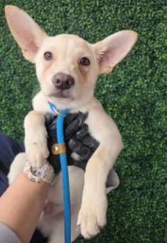 German Shepherd Dog and Mixed Breed Dogs Available for Adoption - Diggie | PetCurious