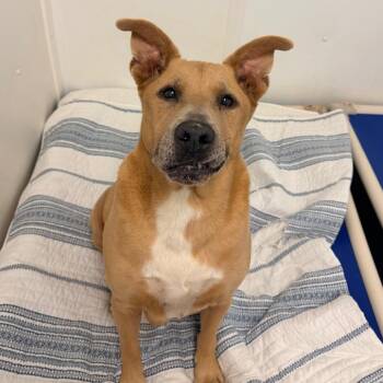 Linus -  Mixed Breed Dog for Adoption in Rocky Mount, Virginia - Linus | PetCurious
