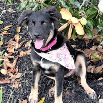 German Shepherd Dog Dogs Available for Adoption in Houston, Texas - Reilly Ray | PetCurious