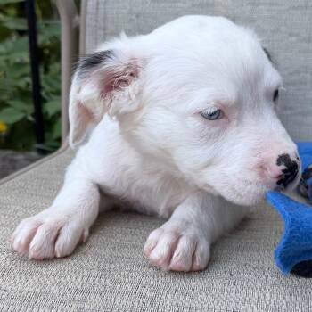 Antarctica -  Border Collie Dog for Adoption in Minneapolis, Minnesota - Antarctica | PetCurious