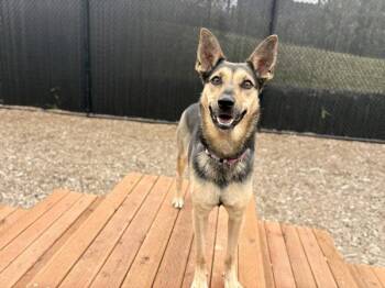 Siren -  Australian Cattle Dog Blue Heeler and Mixed Breed Dog for Adoption in Portland, Oregon - Siren | PetCurious