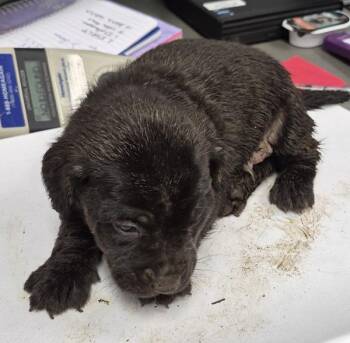 Nc-8 Sausage -  Labrador Retriever Dog for Adoption in Lawrenceville, Georgia - Nc-8 Sausage | PetCurious