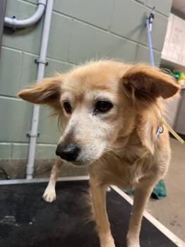 BONNIE -  Mixed Breed Dog for Adoption in Jacksonville, Florida - BONNIE | PetCurious